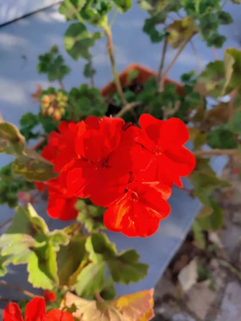 Une fleur rouge, les couleurs ressortent bien