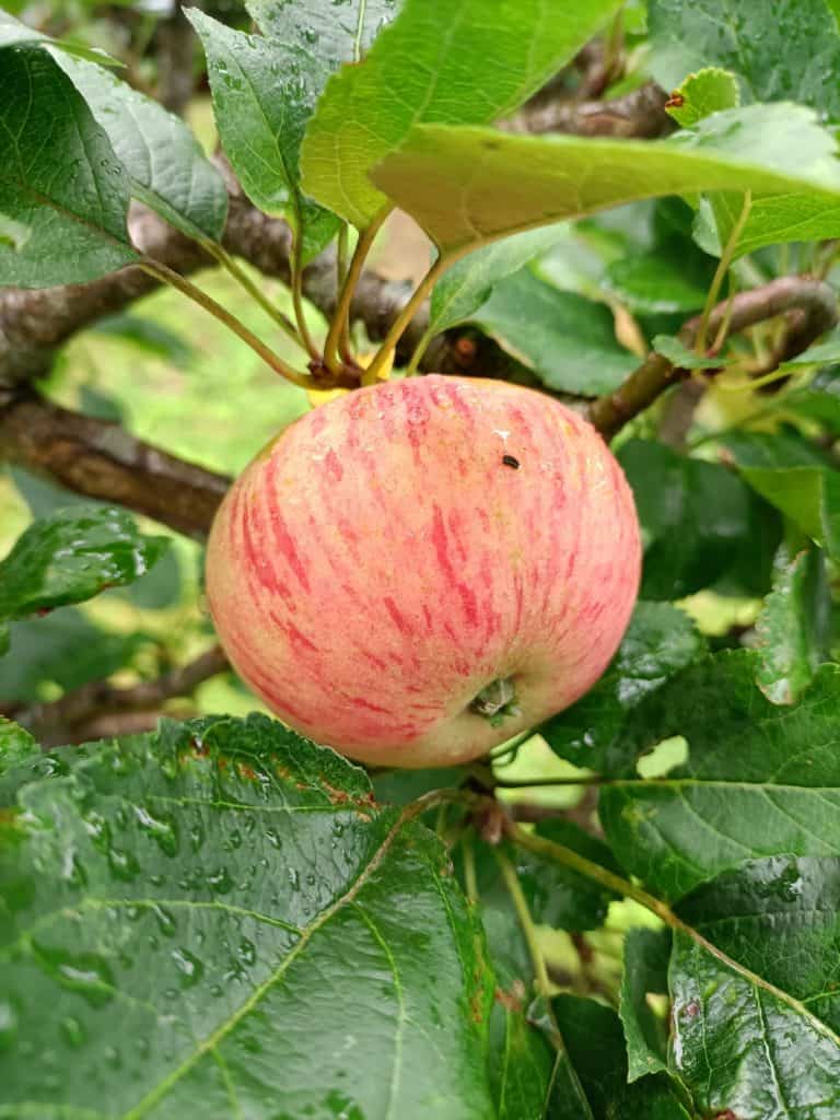 Oppo A94 5G : photo d'une pomme en gros plan