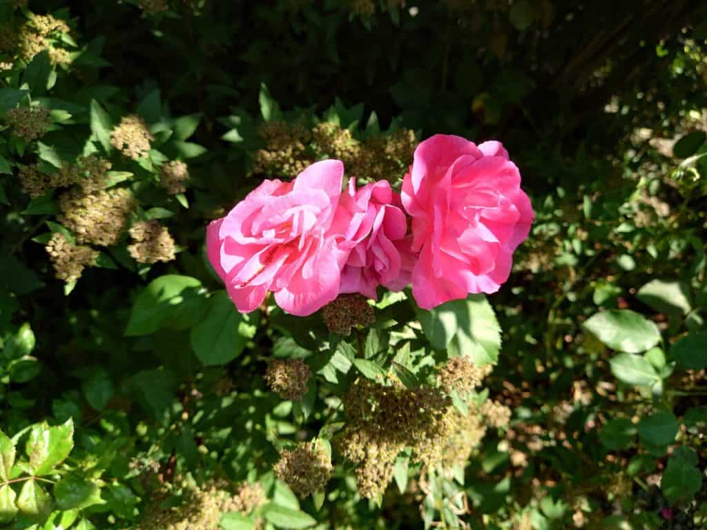 Exemple photo Sony Xperia 1 iii - Des fleurs en gros plan