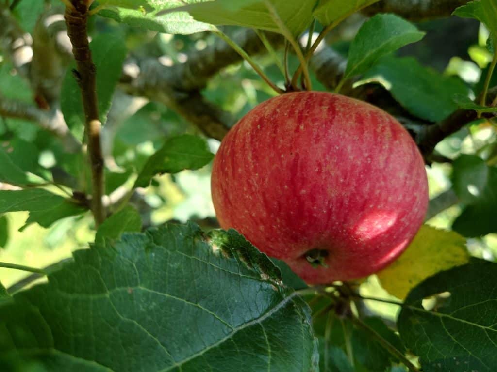 Exemple photo Sony Xperia 1 iii - Une pomme