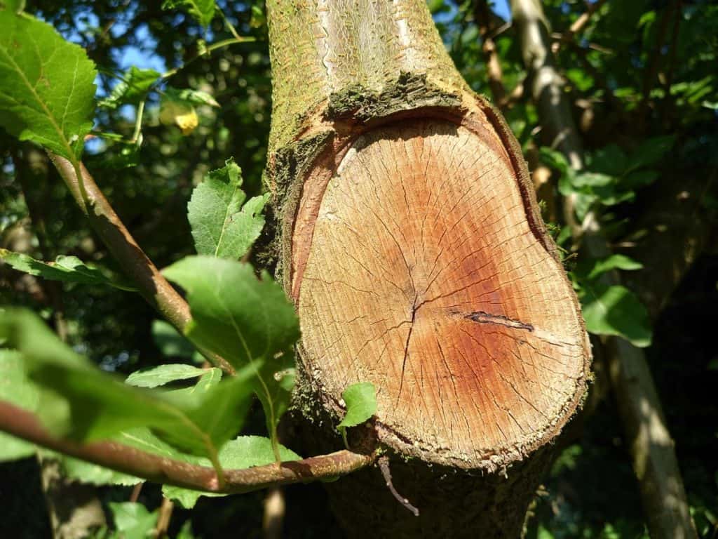 Exemple photo Sony Xperia 1 iii - Un gros plan sur une coupe d'arbre